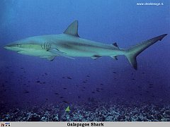 GCSR039-Galapagos_Shark copia